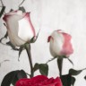 img_9176_1